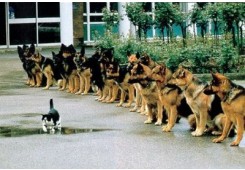 고양이 사열