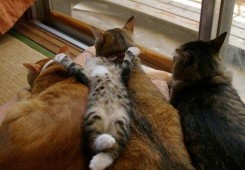고양이 침대!