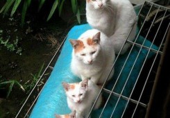고양이 가족사